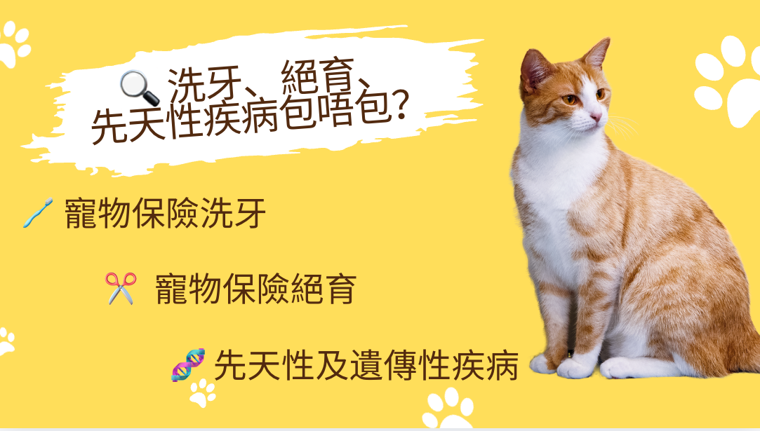 2026寵物保險, 寵物保險, 寵物保險邊間好, 貓保險, 狗保險, 寵物洗牙, 寵物絕育, 保險, 貓狗保險, 寵物醫療, 寵物貸款, 寵物應急錢, 醫療貸款, 應急貸款, 資金周轉, Umoney Cash私人貸款