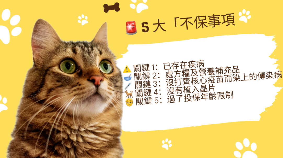 2026寵物保險, 寵物保險, 寵物保險邊間好, 貓保險, 狗保險, 寵物洗牙, 寵物絕育, 保險, 貓狗保險, 寵物醫療, 寵物貸款, 寵物應急錢, 醫療貸款, 應急貸款, 資金周轉, Umoney Cash私人貸款